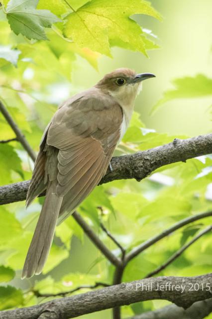 Black-billed Cuckoo