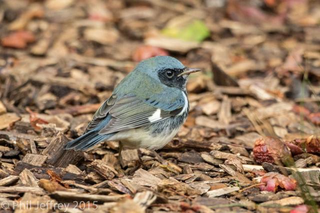 Black-throated Blue Warbler