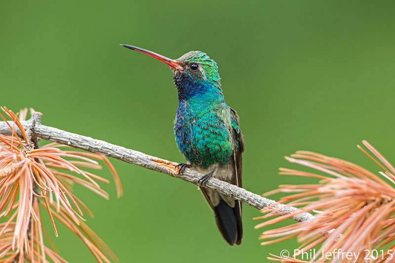 Broad-billed Hummingbird