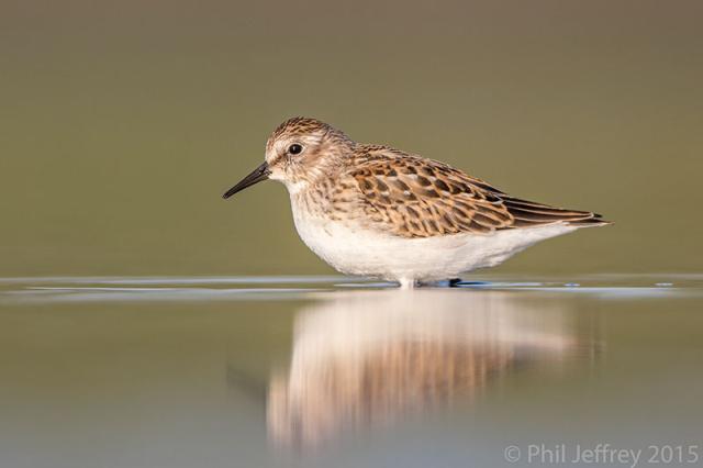 Least Sandpiper