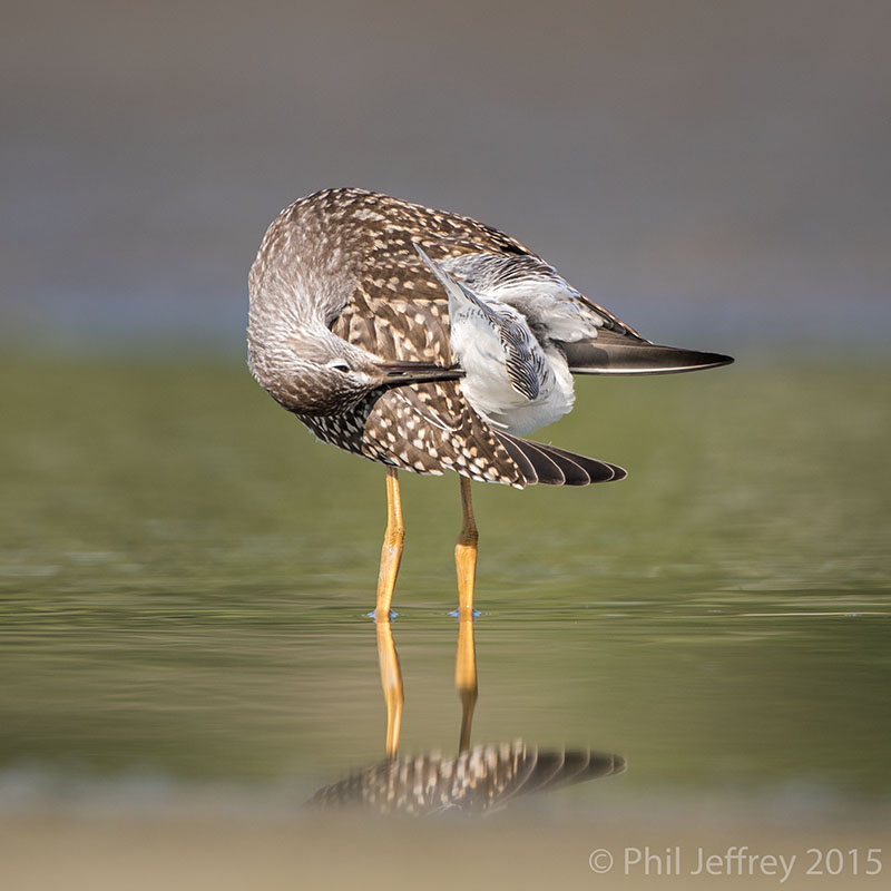 Lesser Yellowlegs