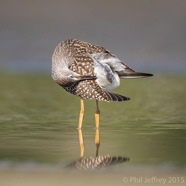Lesser Yellowlegs