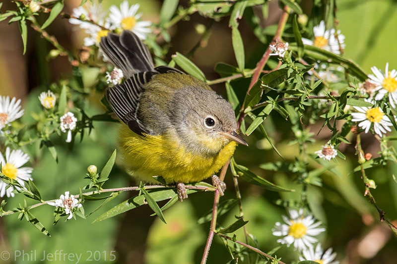 Magnolia Warbler