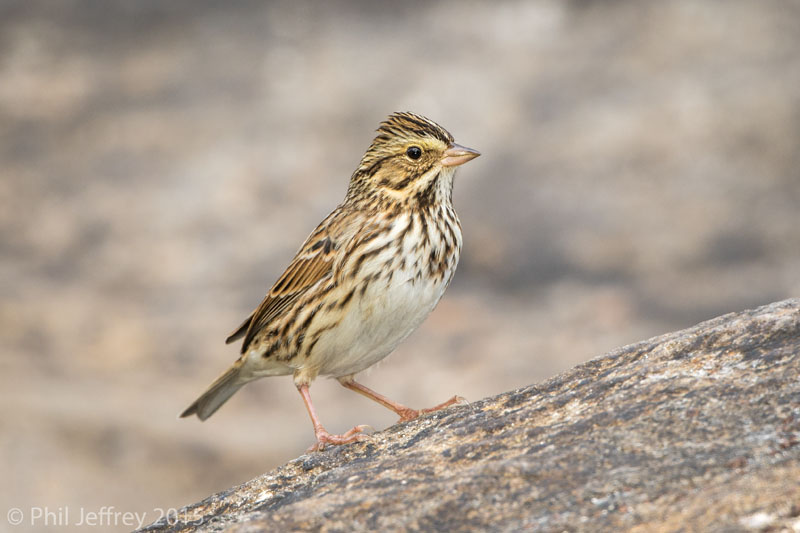 Savannah Sparrow