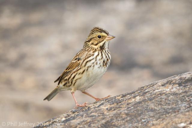 Savannah Sparrow