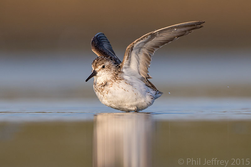 Semipalmated Sandpiper
