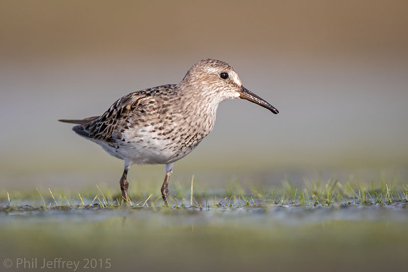 White-rumped Sandpiper