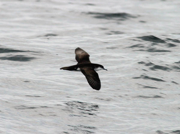 Audubon's Shearwater