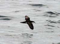 Audubon's Shearwater