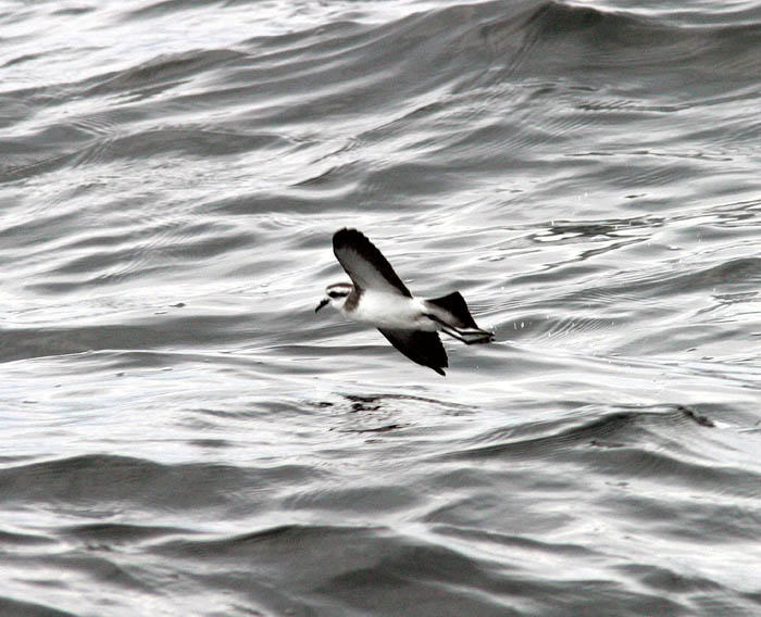White-faced Storm Petrel