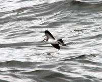 White-faced Storm Petrel