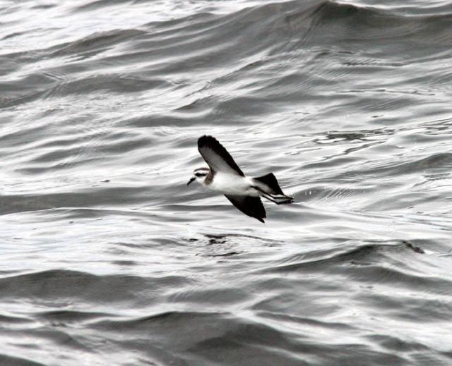 White-faced Storm Petrel