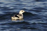 Black Guillemot