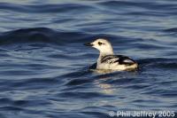 Black Guillemot