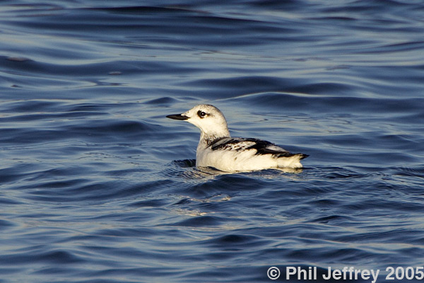 Black Guillemot
