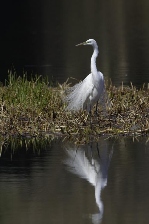 Great Egret