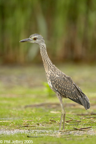 Yellow-crowned Night Heron