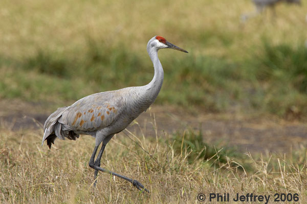 Sandhill Crane