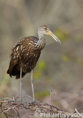 Limpkin