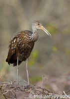 Limpkin