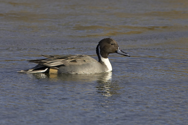 Northern Pintail