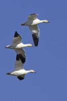 Snow Goose