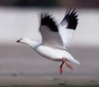 Ross's Goose