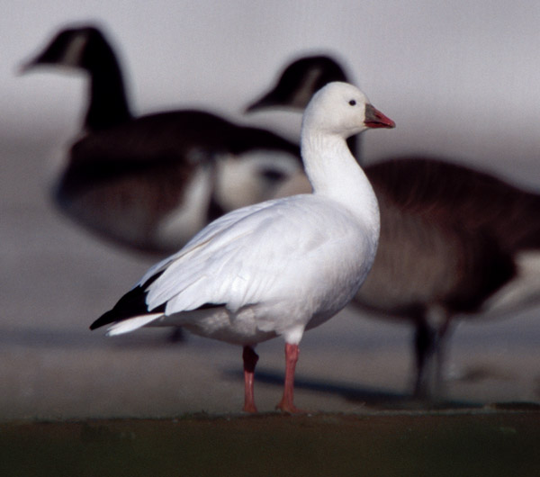 Ross's Goose