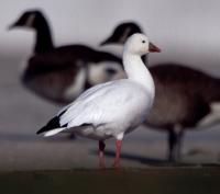 Ross's Goose