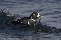 Harlequin Duck