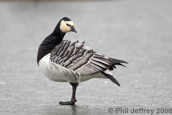 Barnacle Goose