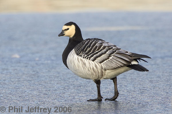 Barnacle Goose
