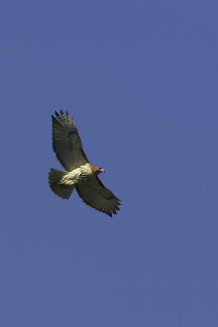 Red-tailed Hawk