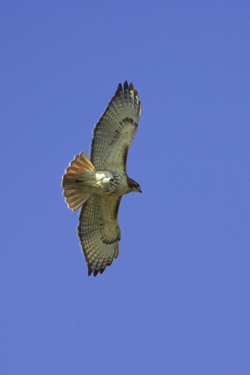 Red-tailed Hawk