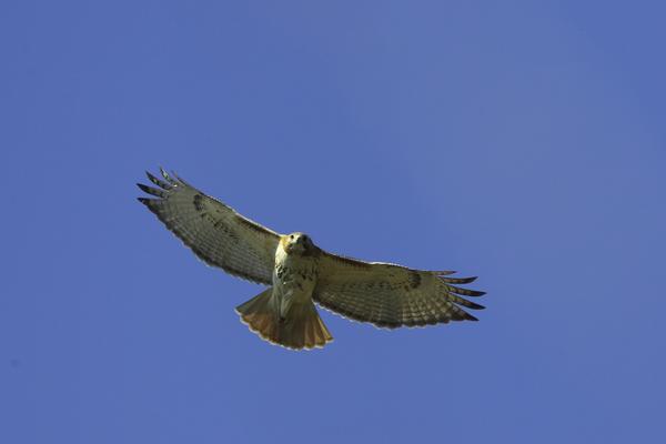 Red-tailed Hawk