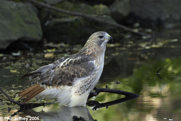 Red-tailed Hawk
