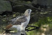 Red-tailed Hawk