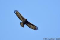 Golden Eagle
