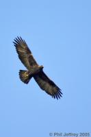 Golden Eagle