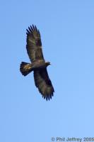 Golden Eagle