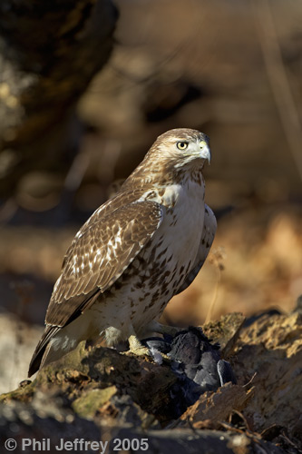 Red-tailed Hawk