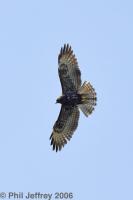 Short-tailed Hawk dark morph