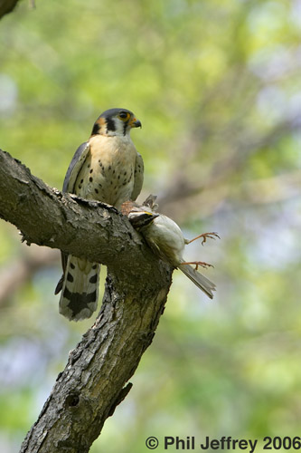 American Kestrel