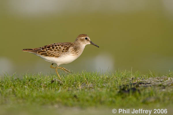 Least Sandpiper