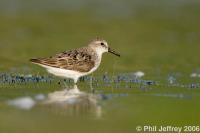 Semipalmated Sandpiper