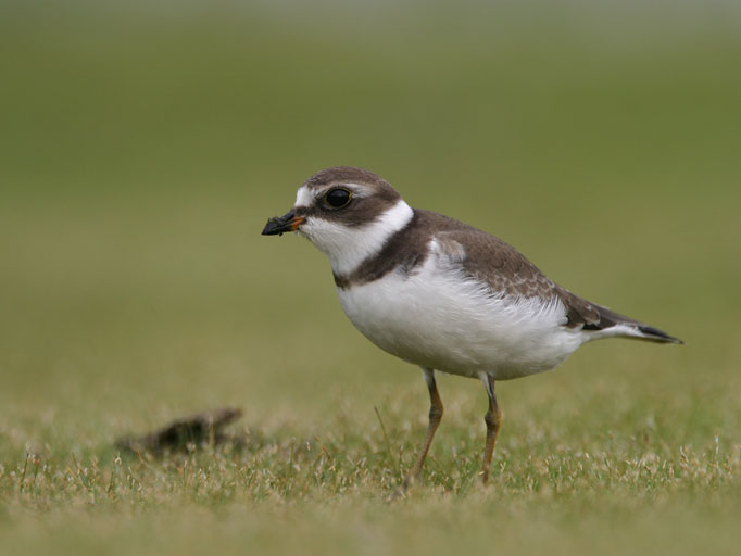 Semipalmated Plover