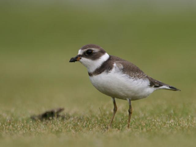 Semipalmated Plover
