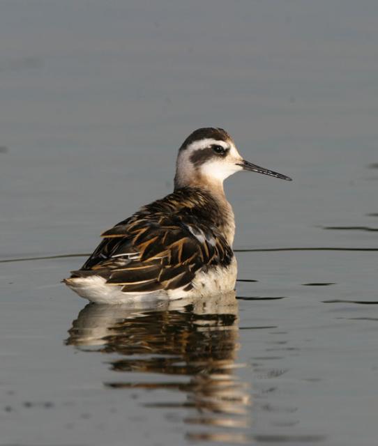 Red-necked Phalarope