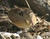 American Woodcock