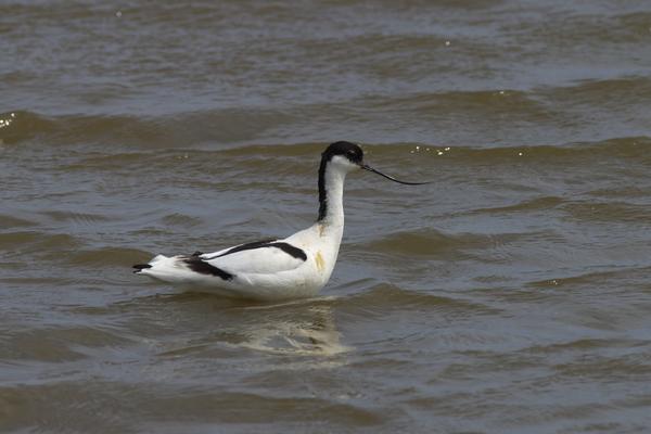 Pied Avocet